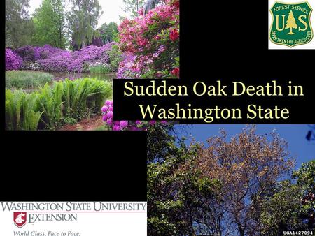 Sudden Oak Death in Washington State. What is Sudden Oak Death? First seen in early 1990s Two types of symptoms –Canker –Foliar blight Caused by Phytophthora.