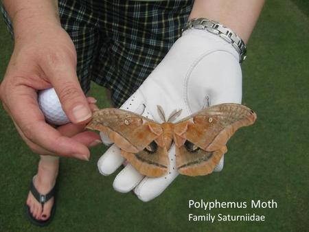 Polyphemus Moth Family Saturniidae. Integrated Pest Management for Greenhouse and Nursery Insect Pests Jen Bergh Technical Support Specialist Turf & Ornamentals.