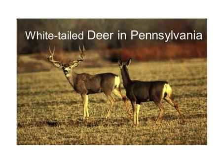 White-tailed Deer in Pennsylvania. The only species we manage that, when overpopulation occurs, has a far-reaching impact (consider rabbits or squirrels)