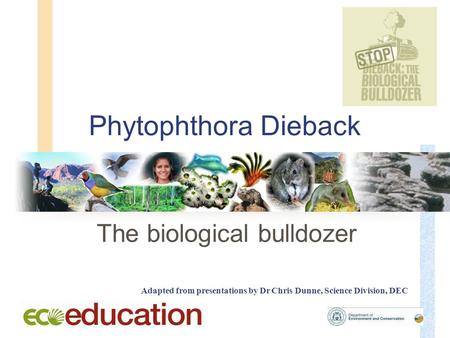 Phytophthora Dieback The biological bulldozer Adapted from presentations by Dr Chris Dunne, Science Division, DEC.