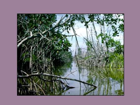 Mangroves Four species of tropical mangroves can be found around the Gulf of Mexico. Their extensive root systems protect the coast from erosion and storm.