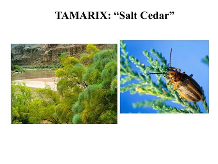 TAMARIX: “Salt Cedar”. TAMARIX: Angiosperm! TAMARIX: Origins in North America Di Tomaso, J.M. 1998. Impact, Biology and Ecology of Salt Cedar (Tamarix.