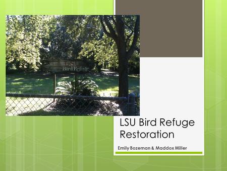 LSU Bird Refuge Restoration Emily Bozeman & Maddox Miller.