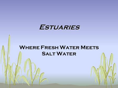 Where Fresh Water Meets Salt Water