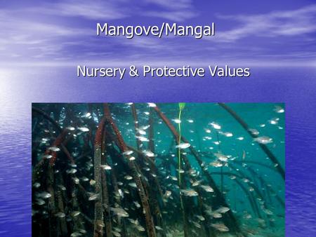 Mangove/Mangal Nursery & Protective Values. What is a nursery? Historically Historically –An area that supports a higher density or abundance of immature.