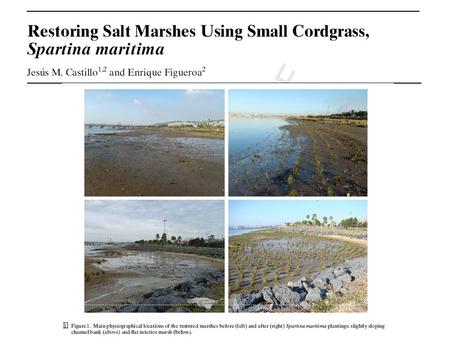 Introduction Soft engineering projects are needed to restore, rehabilitate, or recreate degraded salt marshes, with cordgrasses (genus Spartina) being.