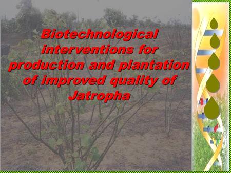 Biotechnological interventions for production and plantation of improved quality of Jatropha.