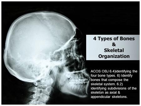 4 Types of Bones & Skeletal Organization ACOS OBJ 6.4)identifying the four bone types. 6) Identify bones that compose the skeletal system. 6.2) identifying.