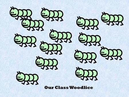 Our Class Woodlice Water puddle Wet, damp wood Dry Wood Cold stones.
