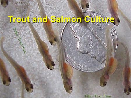 Trout and Salmon Culture. Salmonid Life Cycle Commonly Cultured Trout Rainbow Trout Oncorhynchus mykiss Brown TroutBrown Trout Salmo trutta Brook Trout.