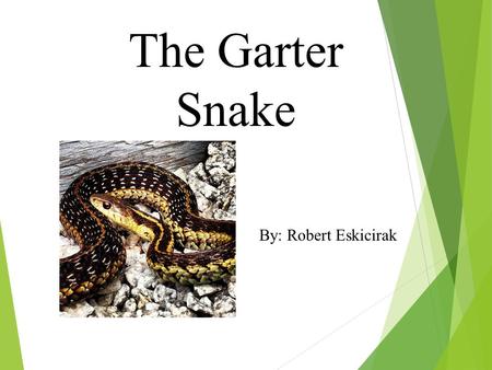 The Garter Snake By: Robert Eskicirak. What does my animal look like?  Garter snakes are black, yellow, green, grey, and brown.  Garter snakes have.