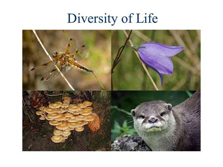 Diversity of Life. Kingdom Phylum Class Order Family Genus Species The 5 Kingdom System.
