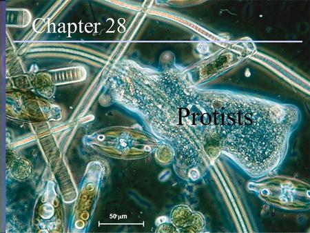 Protists Chapter 28 50  m Chapter 28 Protists. Introduction Eukaryotic Mostly unicellular (many colonial and multicellular forms) Exhibit more structural.