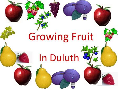 Growing Fruit In Duluth. Planning the planting Size of fruit planting – Space available – Size of family – Experience of grower – Availability of tools.