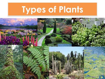 Types of Plants.