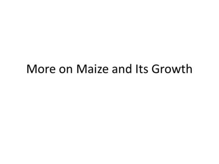 More on Maize and Its Growth. Corn or Maize – Zea mays.