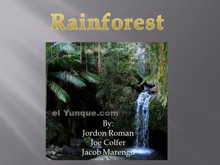 By: Jordon Roman Joe Colfer Jacob Marengo.  masterxela.wordpress.com  student.gsu.edu  elyunque.com  www.nashua.edu/novakc/ rainforest /rain weather.
