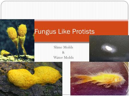 Slime Molds & Water Molds Fungus Like Protists. Funguslike Protists Heterotrophs Absorb nutrients from dead or decaying organic matter Lack the chitin.