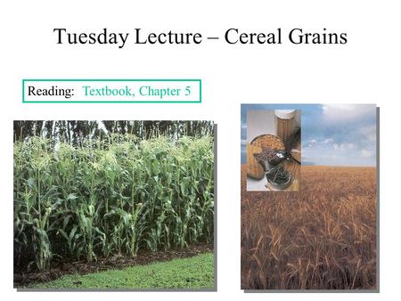 Tuesday Lecture – Cereal Grains
