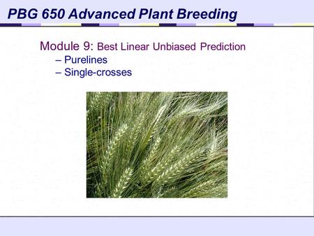 PBG 650 Advanced Plant Breeding Module 9: Best Linear Unbiased Prediction – Purelines – Single-crosses.