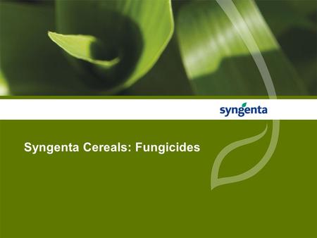 Syngenta Cereals: Fungicides. 2 Disease Management – Importance of Flag Leaf.