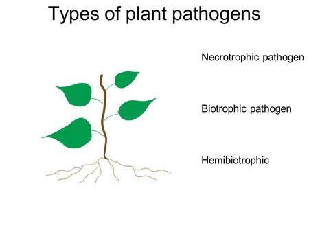 Types of plant pathogens Necrotrophic pathogen Biotrophic pathogen Hemibiotrophic.
