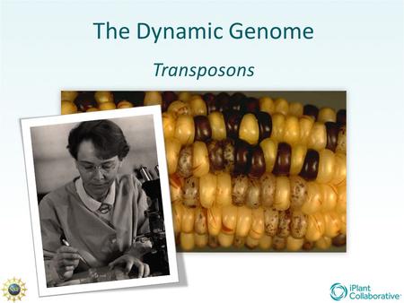 The Dynamic Genome Transposons.