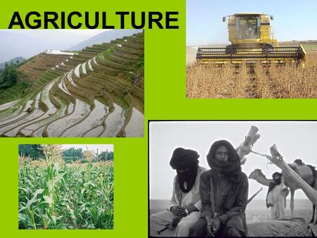 AGRICULTURE. Origins of Agriculture When humans domesticated plants and animals for their use AgricultureAgriculture - deliberate modification of the.