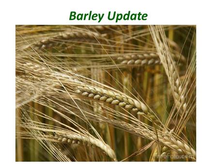 Barley Update. Barley Supply & Demand Table U.S. Barley 2010/2011(Est.)2011/2012(Feb)2011/2012(Mar) Planted A. 2.87 Mill. A.2.56 Mill. A. Harvested A.