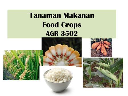 Tanaman Makanan Food Crops AGR 3502. What are food crops? Any domesticated or wild species of any plant parts that are used for human or animal consumption.