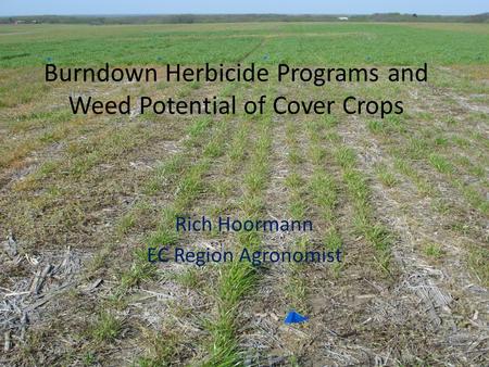 Burndown Herbicide Programs and Weed Potential of Cover Crops