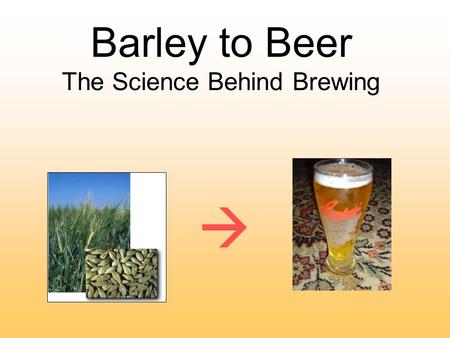 Barley to Beer The Science Behind Brewing . Ingredients of Beer Barley (Hordeum vulgare ) Hops (Humulus lupulus ) Yeast (Saccharomyces cerevisiae) Water.