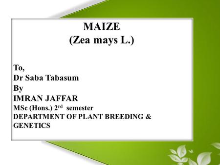 MAIZE (Zea mays L.) To, Dr Saba Tabasum By IMRAN JAFFAR MSc (Hons.) 2 rd semester DEPARTMENT OF PLANT BREEDING & GENETICS.