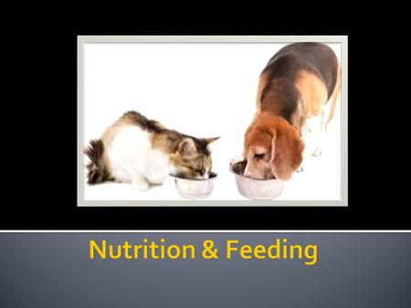 Nutrition & Feeding.