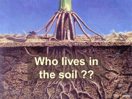 Who lives in the soil ?? The Furrow.