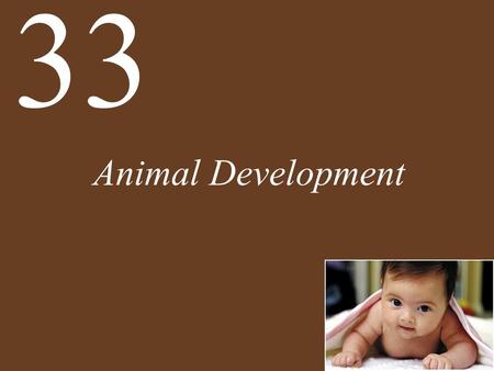 33 Animal Development.