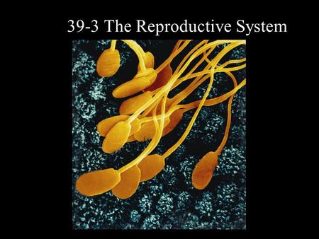 39-3 The Reproductive System