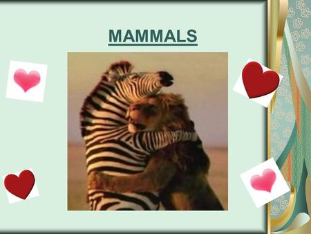 MAMMALS. All mammals have two notable features: hair and mammary glands. -In females, mammary glands produce milk to nourish the young. In addition to.