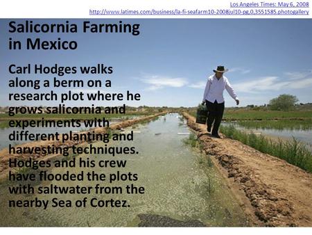 Los Angeles Times: May 6, 2008  Salicornia Farming in Mexico Carl Hodges.
