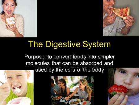 The Digestive System Purpose: to convert foods into simpler molecules that can be absorbed and used by the cells of the body.