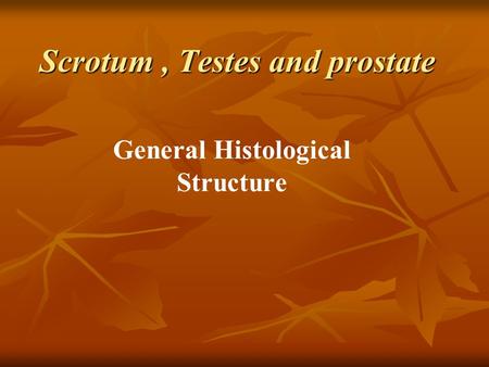 Scrotum , Testes and prostate