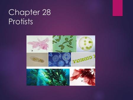 Chapter 28 Protists.