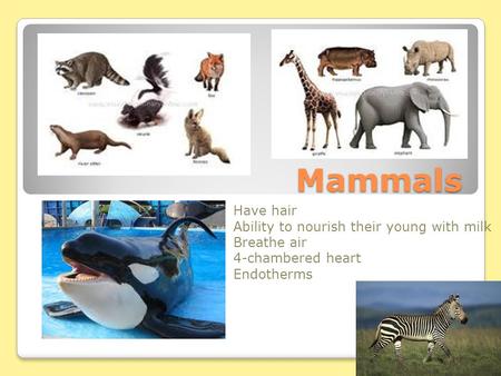 Mammals Have hair Ability to nourish their young with milk Breathe air 4-chambered heart Endotherms.