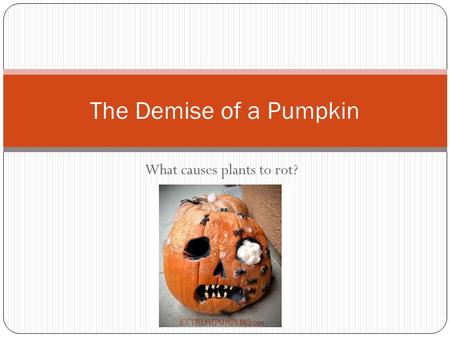 What causes plants to rot? The Demise of a Pumpkin.