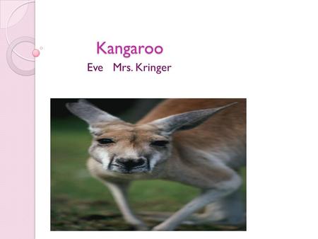 Kangaroo Kangaroo Eve Mrs. Kringer Kangaroo They are marsupials so that means that their babies rest, nourish, and grow in their Mother’s pouch.