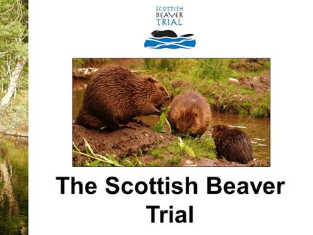 The Scottish Beaver Trial. o Largest rodent in Europe - can grow up to 1.4metres in length o Can live for up to 15 years o Herbivorous – only eat plants.