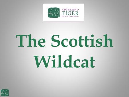 The Scottish Wildcat This is a short introduction to the Scottish wildcat. We will talk about how we can identify a wildcat and tell them apart from tabby.