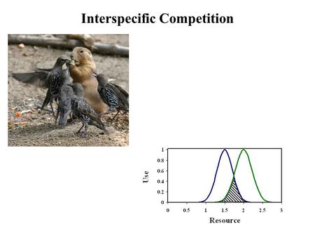 Interspecific Competition. The niche and interspecific competition Resource Use Species A Species B Competition When niches overlap, competition results.