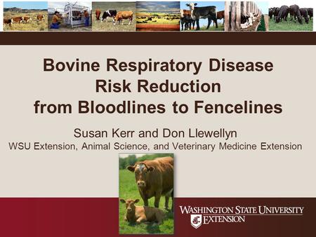 Bovine Respiratory Disease Risk Reduction from Bloodlines to Fencelines Susan Kerr and Don Llewellyn WSU Extension, Animal Science, and Veterinary Medicine.