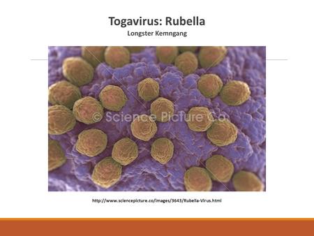 Togavirus: Rubella Longster Kemngang